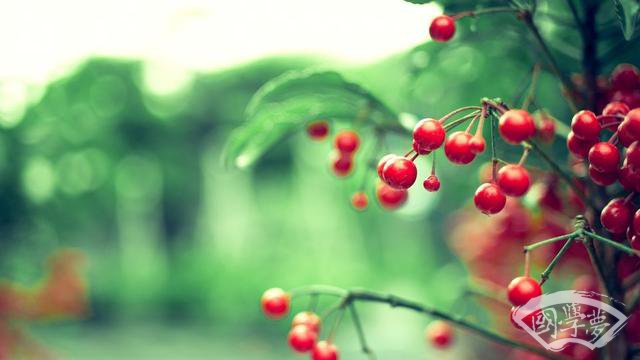 舌尖上的詩詞：詩人和他們的水果