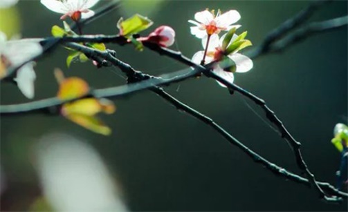 2023年2月12日可以出遠門嗎 是出行的好日子嗎